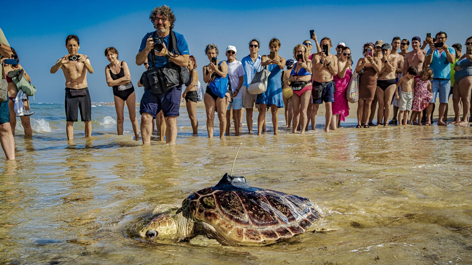 Las imágenes de la vuelta al mar de tres tortugas marinas en la playa de Cortadura, en Cádiz.