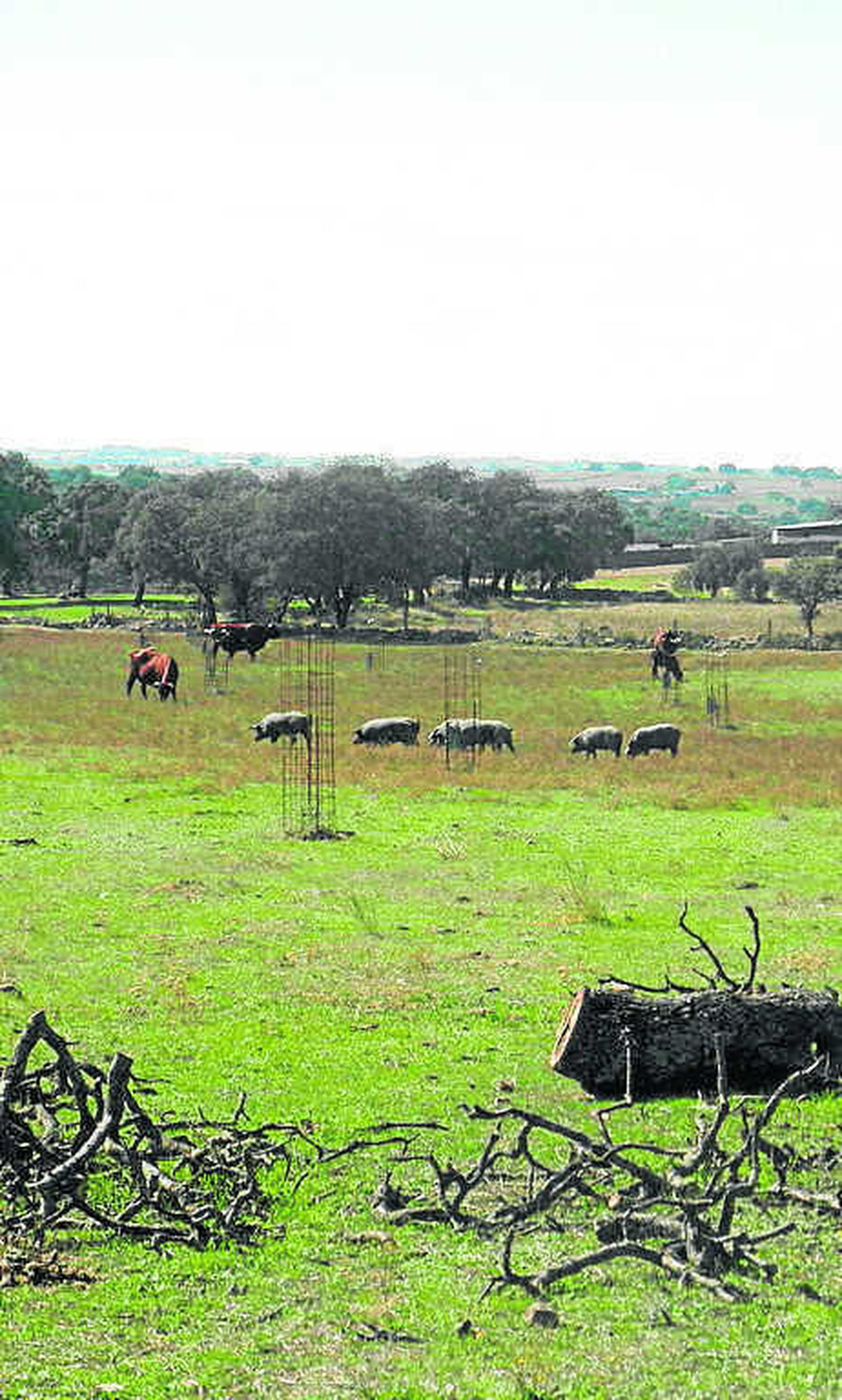 El futuro de Los Pedroches