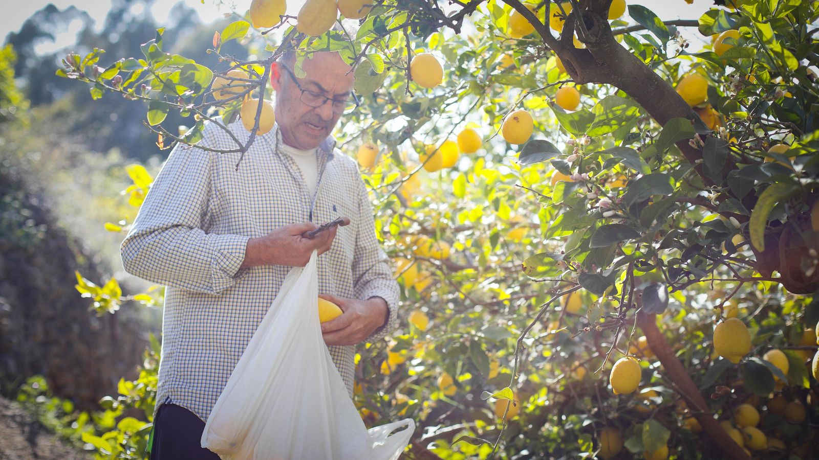 Juan Alcaraz recolectando limones.