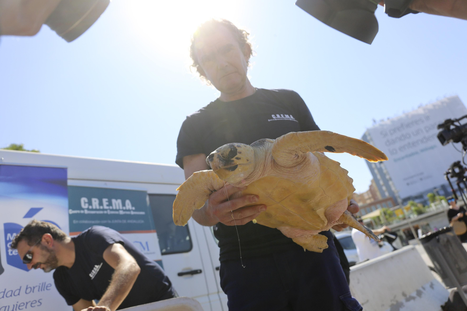 El director del Crema sostiene la tortuga que ayer fue devuelta al mar.