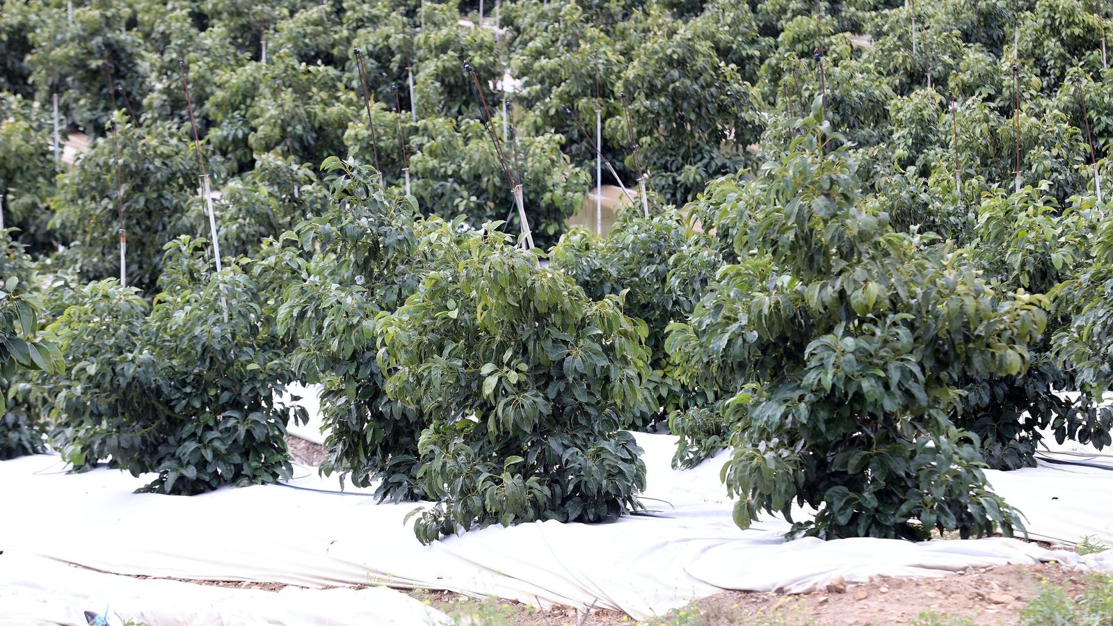 El Guadalete comienza a bajar su nivel poco a poco por la zona rural de Jerez