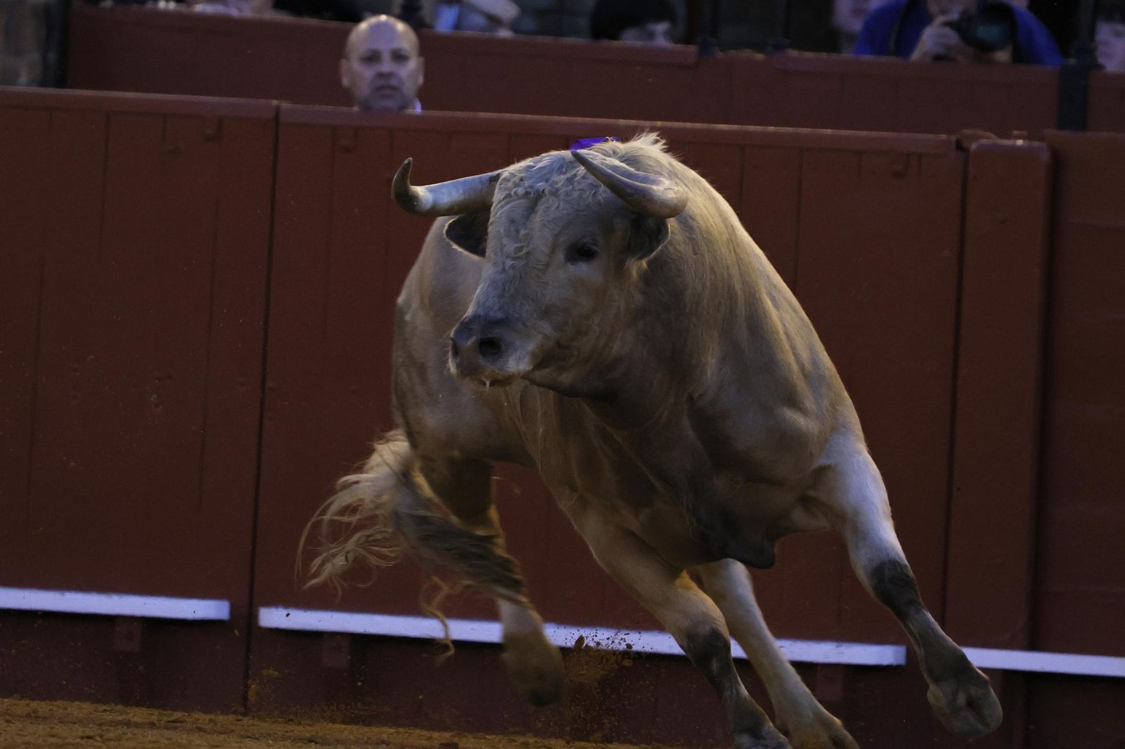 Las imágenes de la Novillada