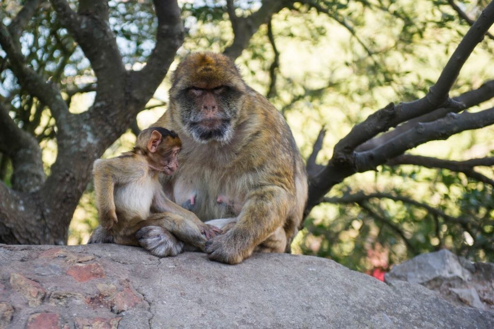 Dos macacos, en el peñón de Gibraltar.