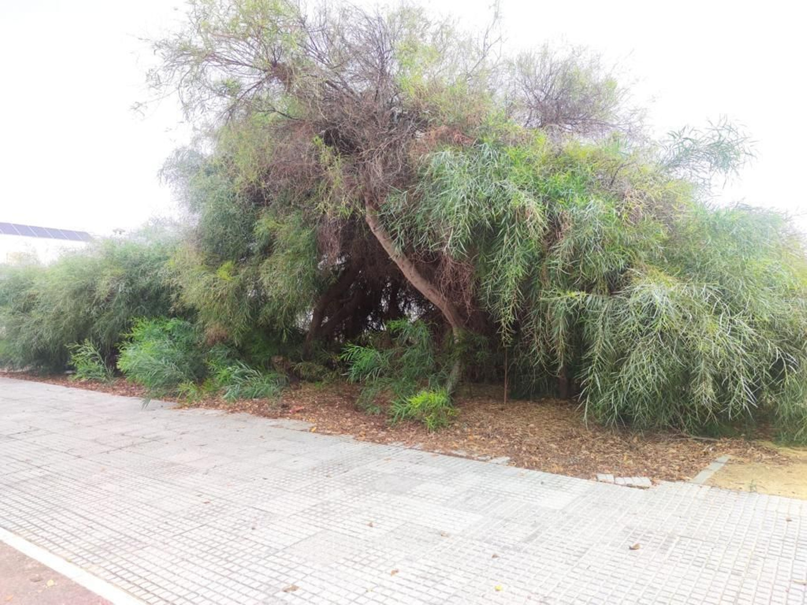 Quejas vecinales por el mal estado de los parques de Pozoalbero en Jerez.
