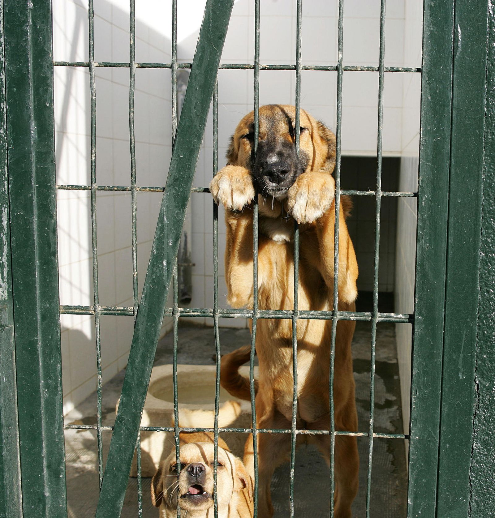 Esperando un hogar en las jaulas del Centro Municipal Zoosanitario de Almería.