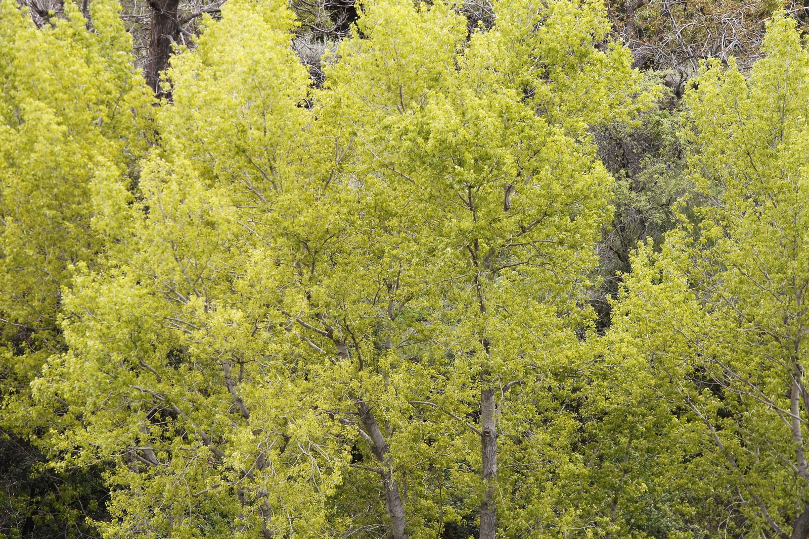 Naturaleza desconfinada. La Roza (Abrucena)