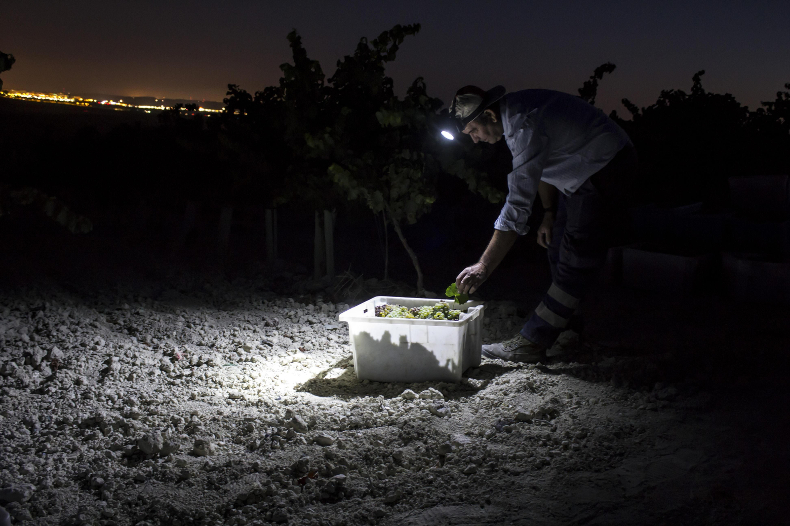 Los vendimiadores empiezan a trabajar a las 12 de la noche.