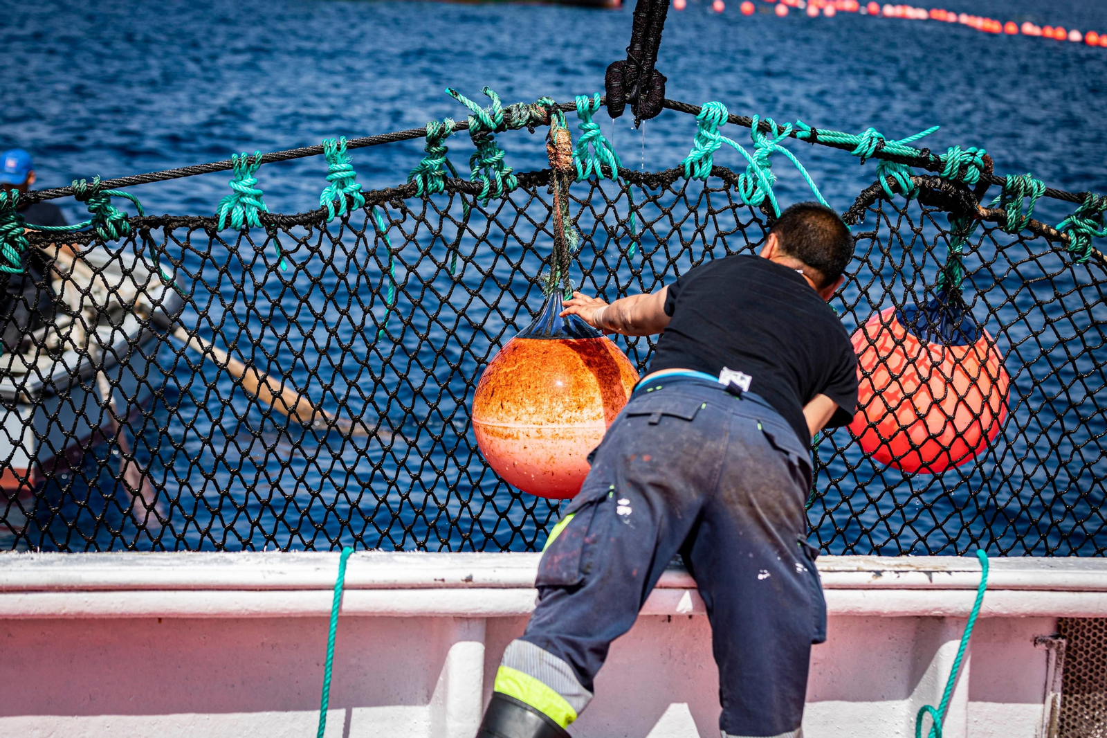 Las imágenes de la primera levantá en la almadraba de Barbate