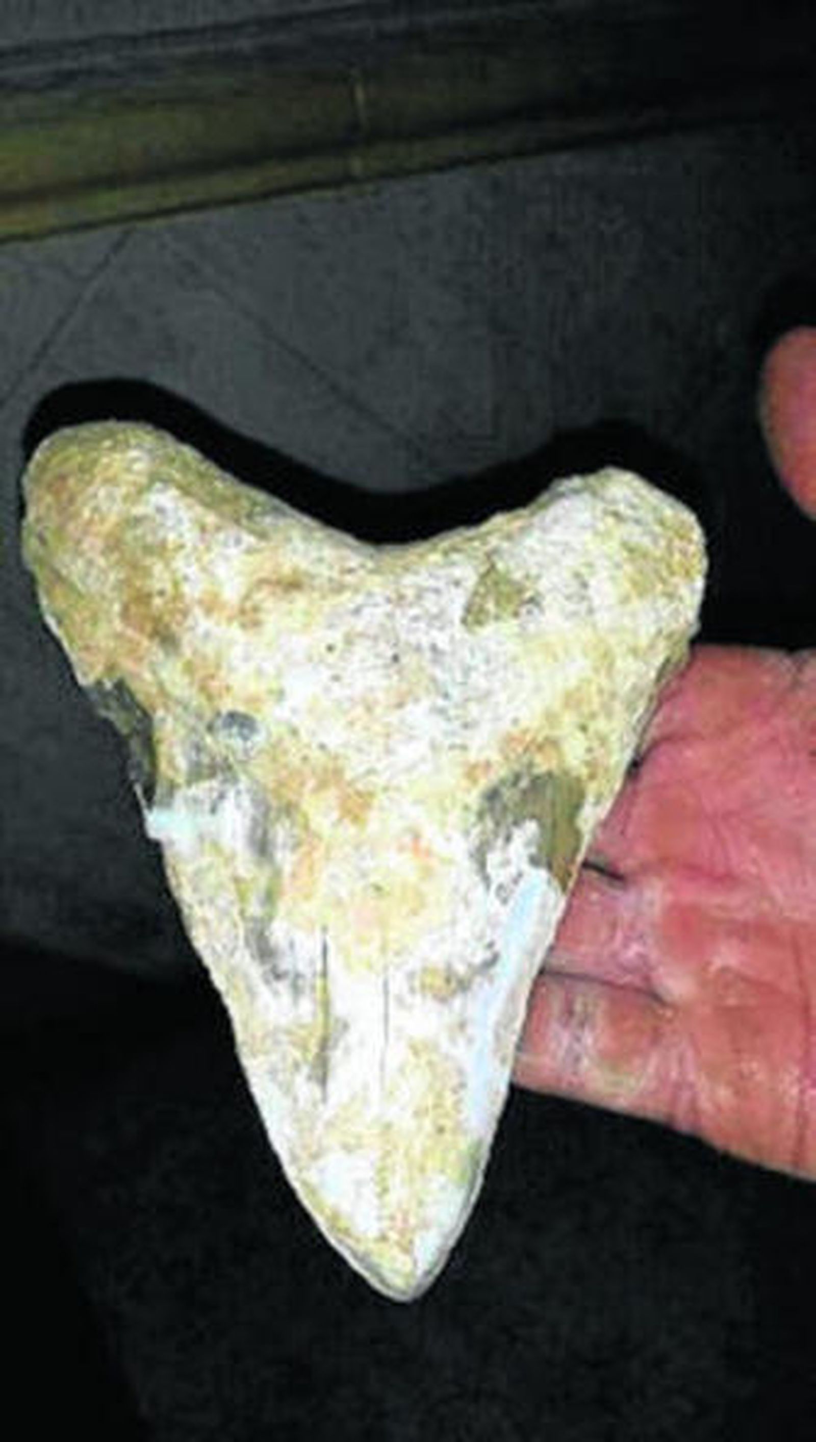 Diente encontrado en Lepe.