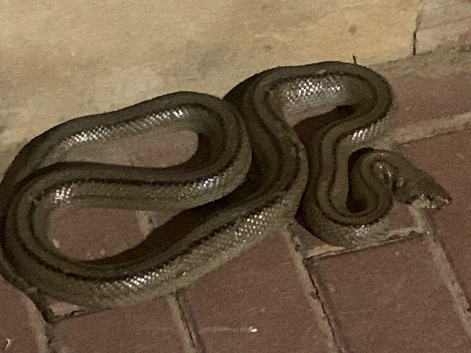 La culebra que atemorizó anoche a los vecinos de El Pimiento en Jerez.