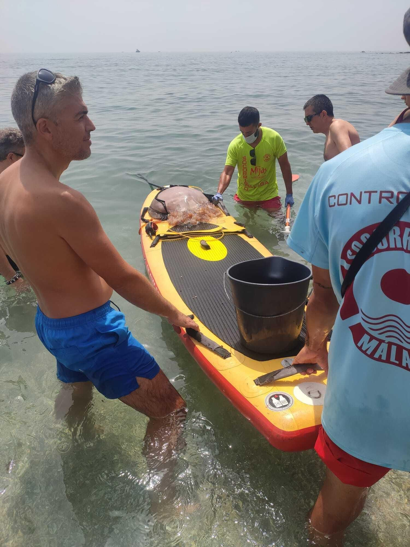 Varias personas retiran un ejemplar de ‘Rhizostoma Luteum’ de una playa deMijas.
