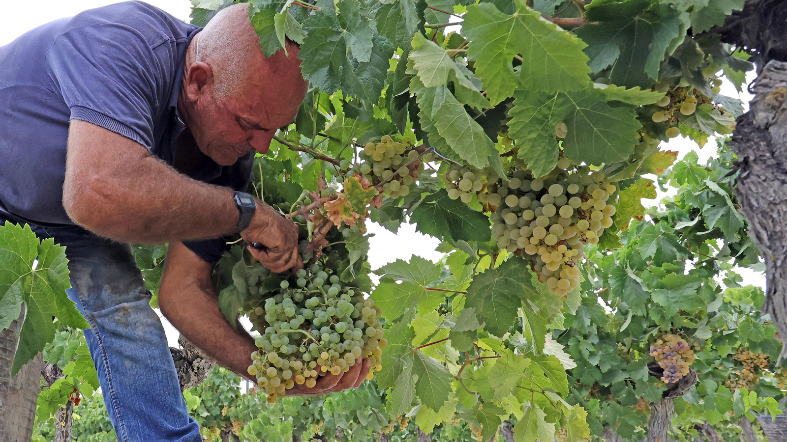 Vendimia a mano en Viña el Candelero en Jerez