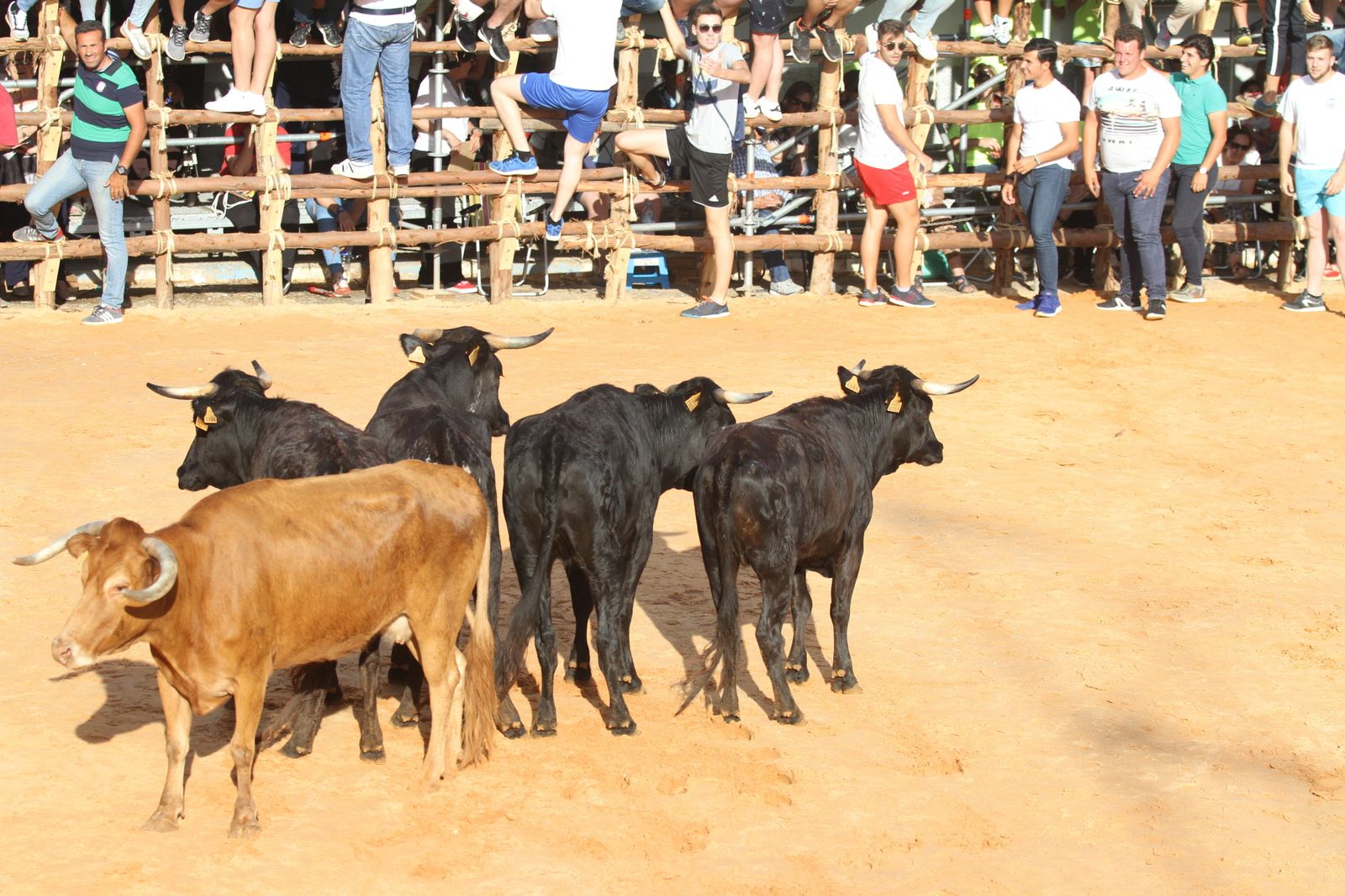 Comienzan las capeas en San Juan del Puerto