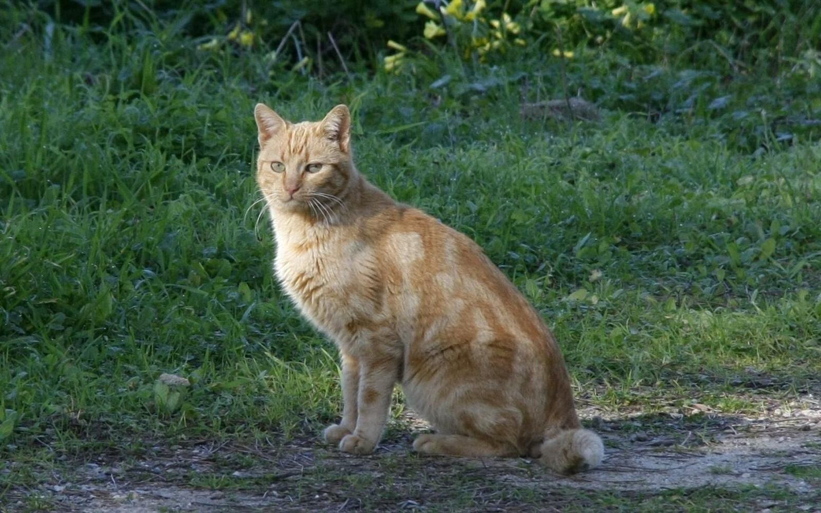 Uno de los gatos ferinos de la colonia instalada en Valdelagrana, junto al estadio José del Cuvillo.