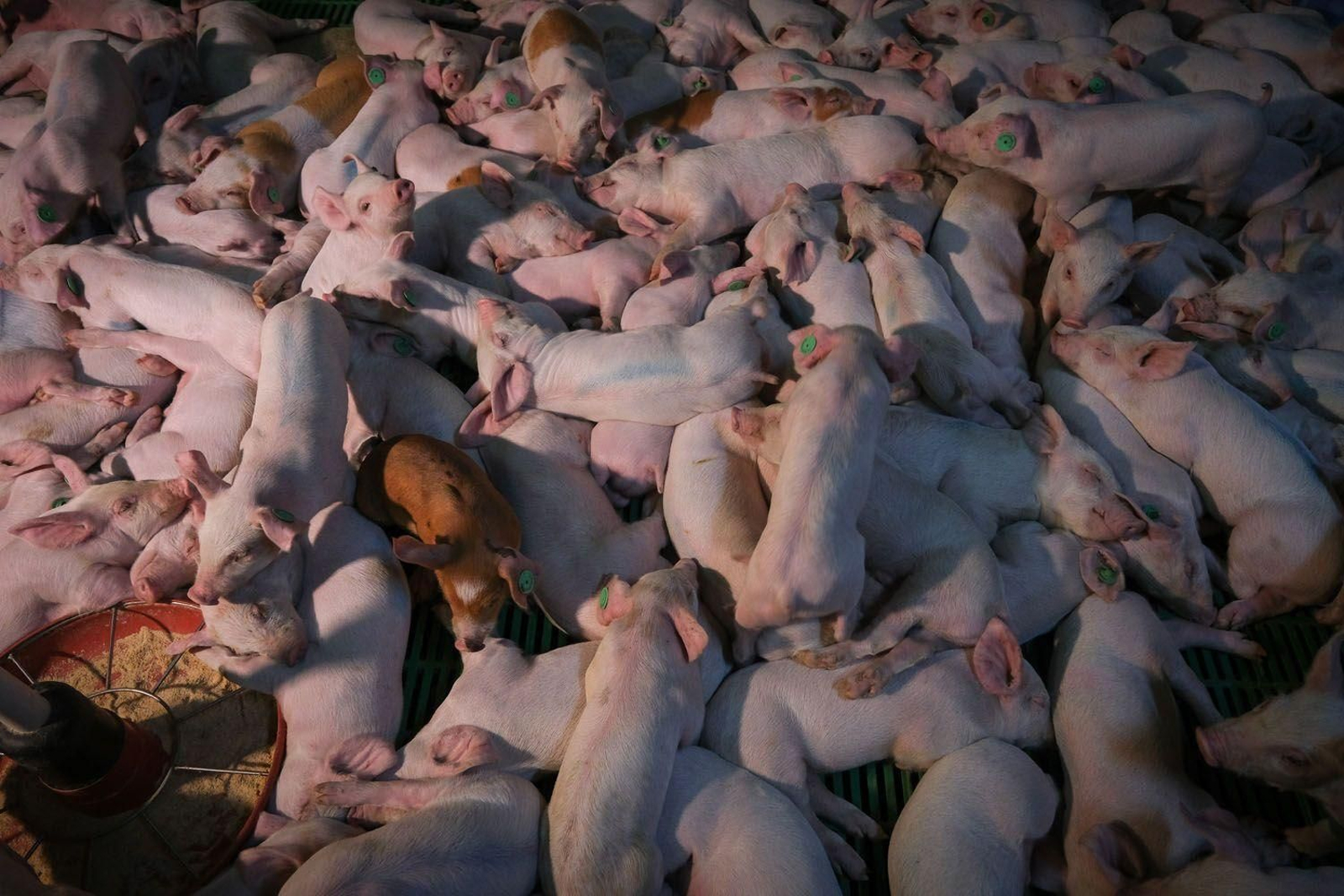 Daimiel, con un alcalde del PP, prohíbe la instalación de macrogranjas en el municipio