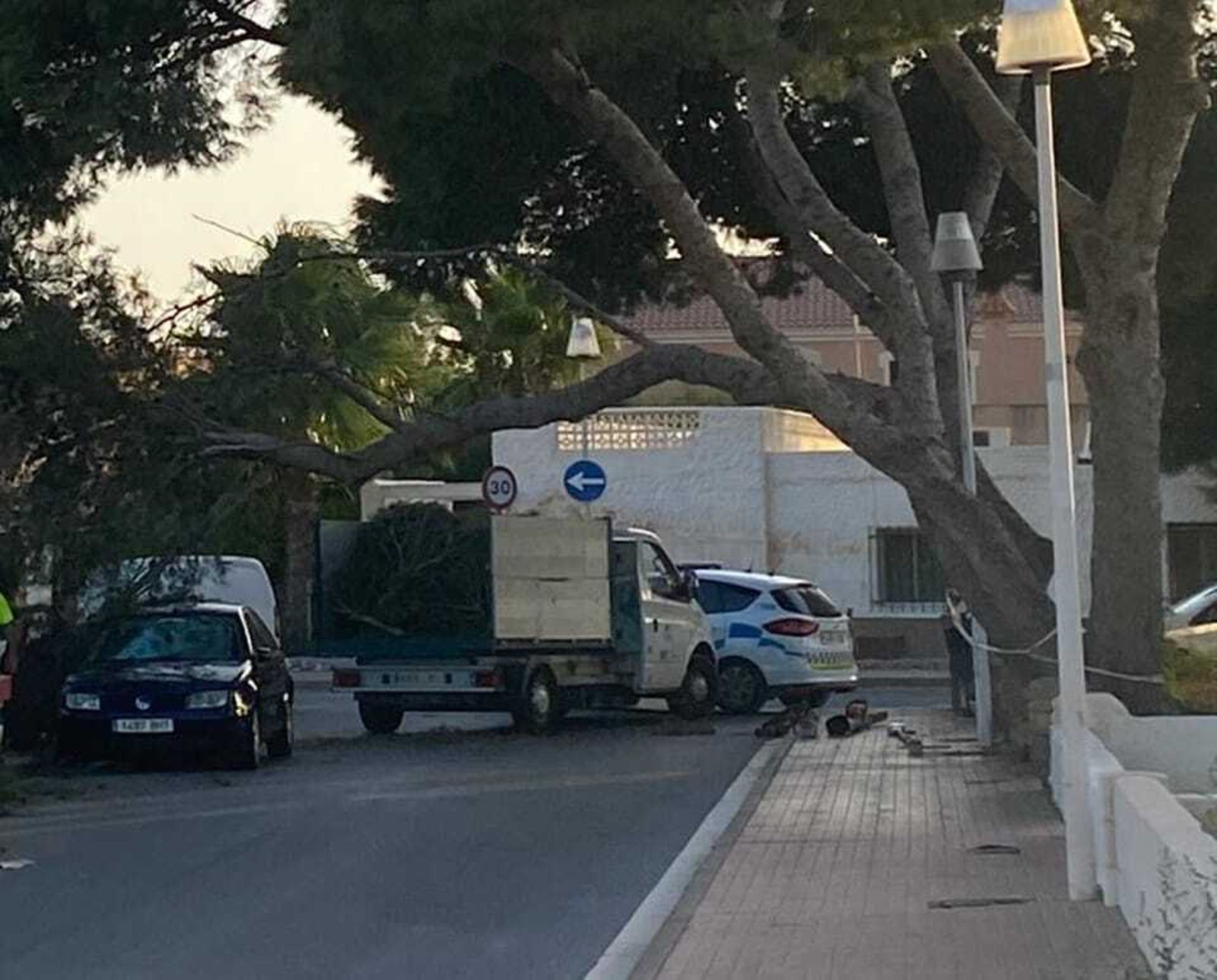 Un pino "protegido" pone en peligro a los vecinos de la parroquia de Costacabana