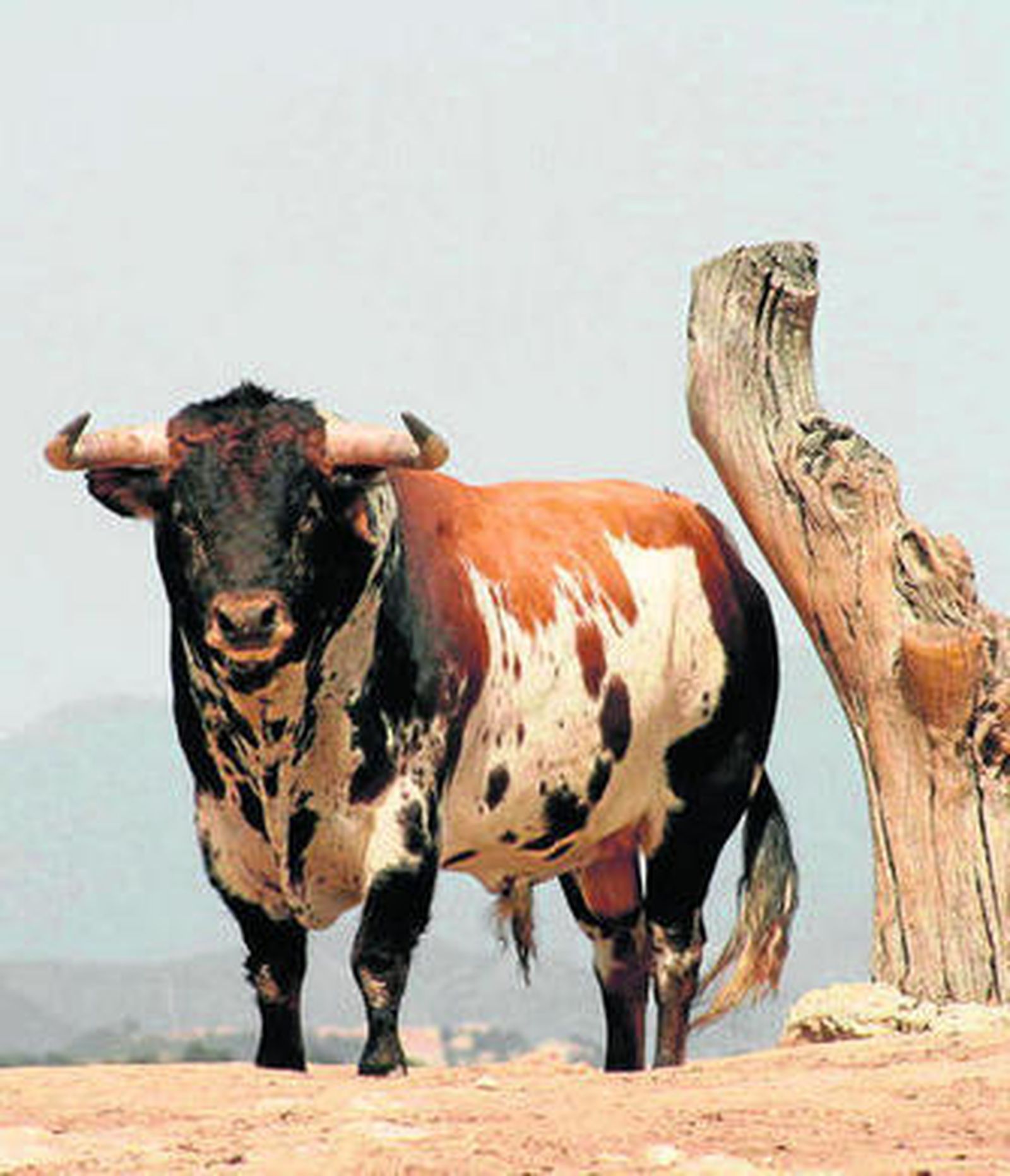 Ejemplar de la ganadería gaditana de Torrestrella.