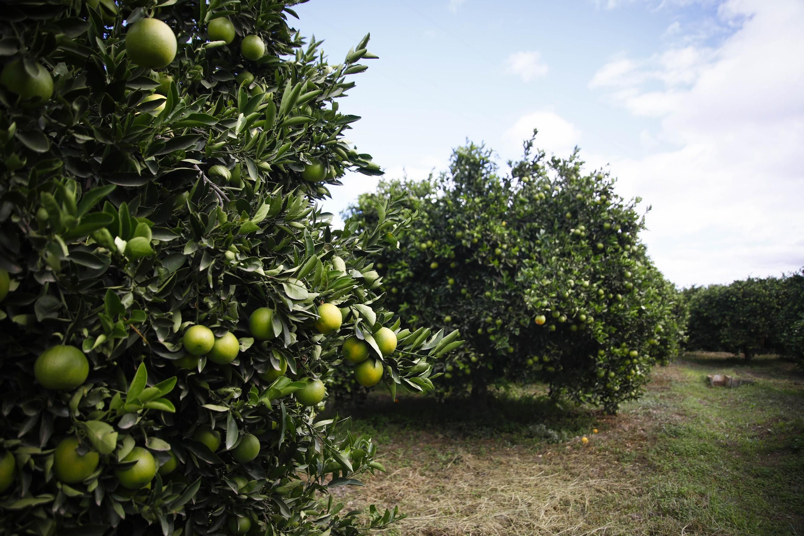 Las naranjas de Íllar, en imágenes