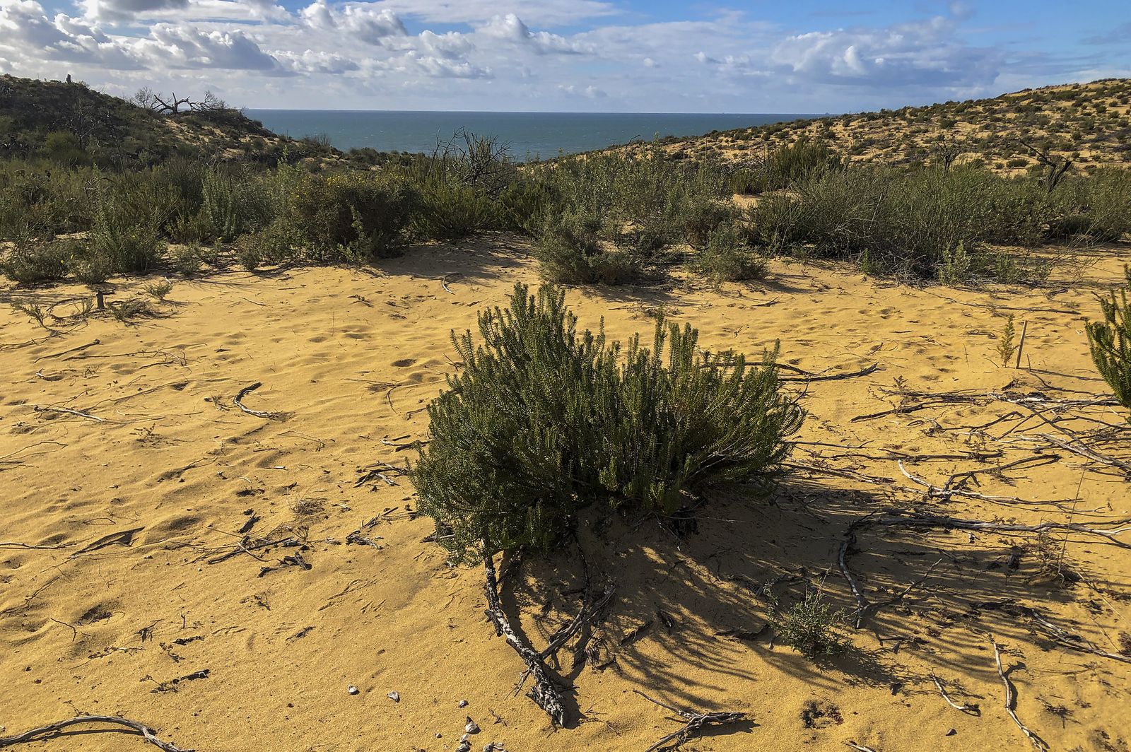 El resurgir de Doñana: tres años después del incendio