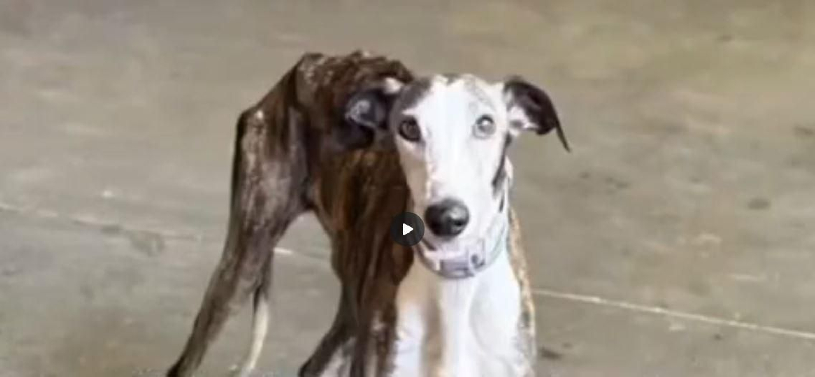 Jara, la perrita asesinada en La Palma.