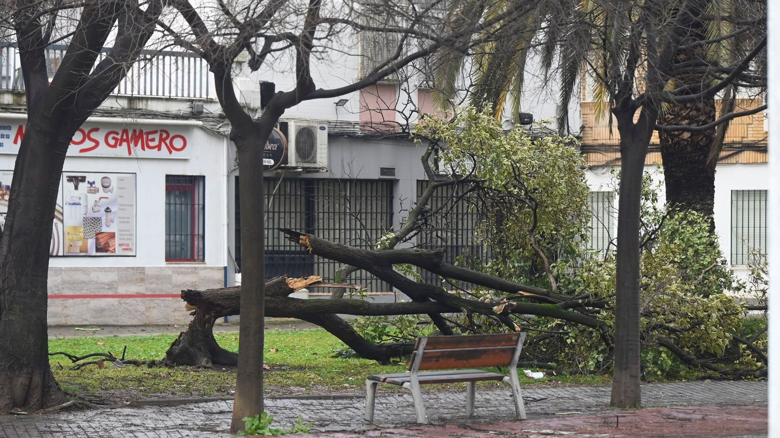 Árbol caído por el temporal Kristin.