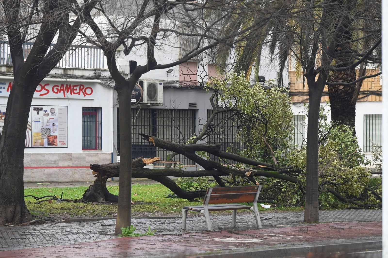 Árbol caído por el temporal.