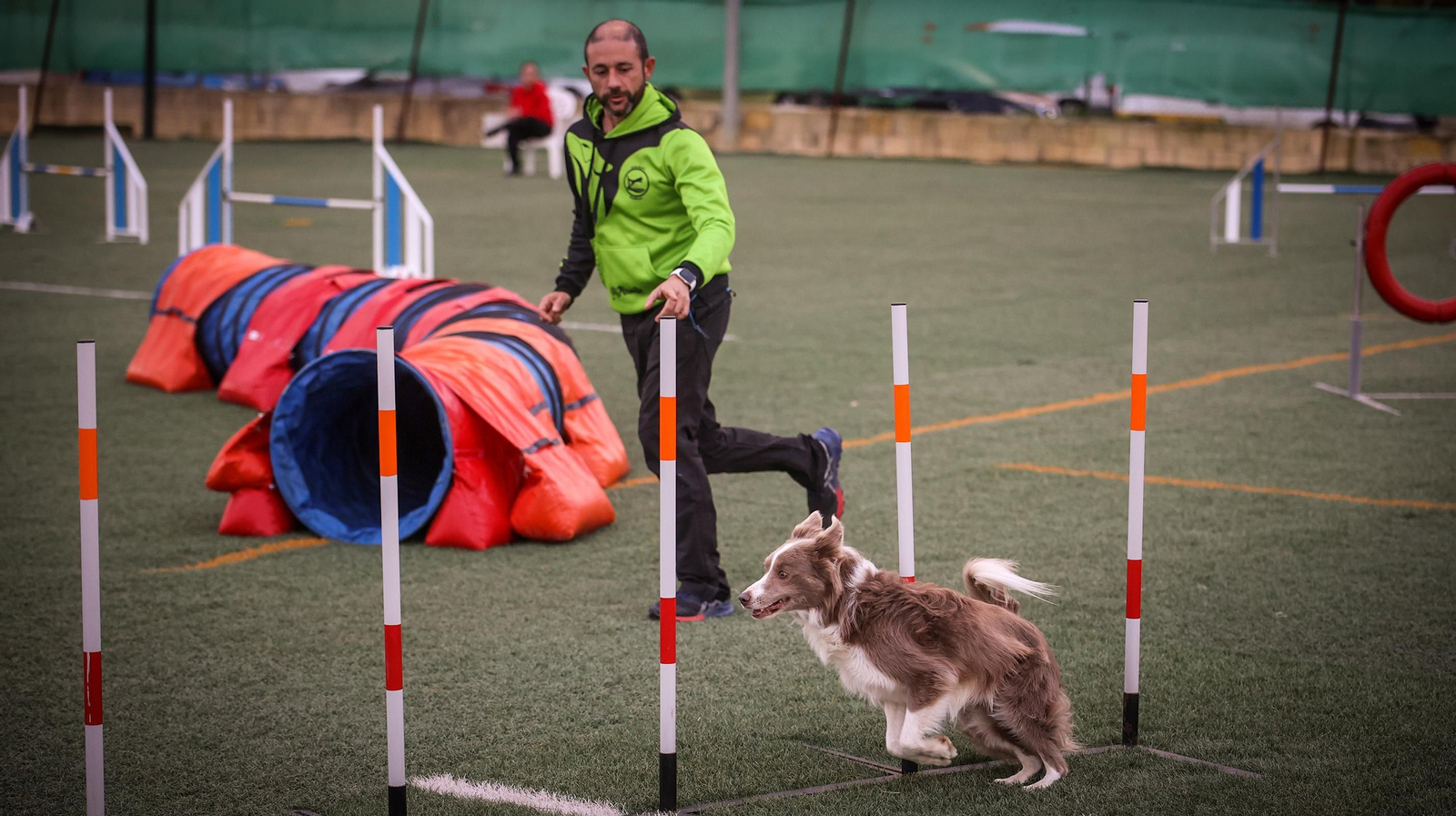 Habilidad canina en la prueba puntuable para el Campeonato de España de 'Agility' celebrado en Jerez Espectaculares las pruebas de disciplina canina puntuables para el Campeonato de España de Agility