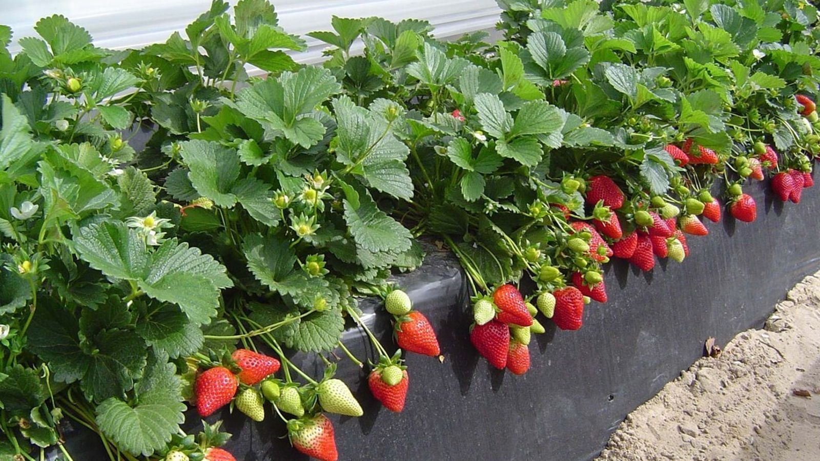 El fresón de Huelva