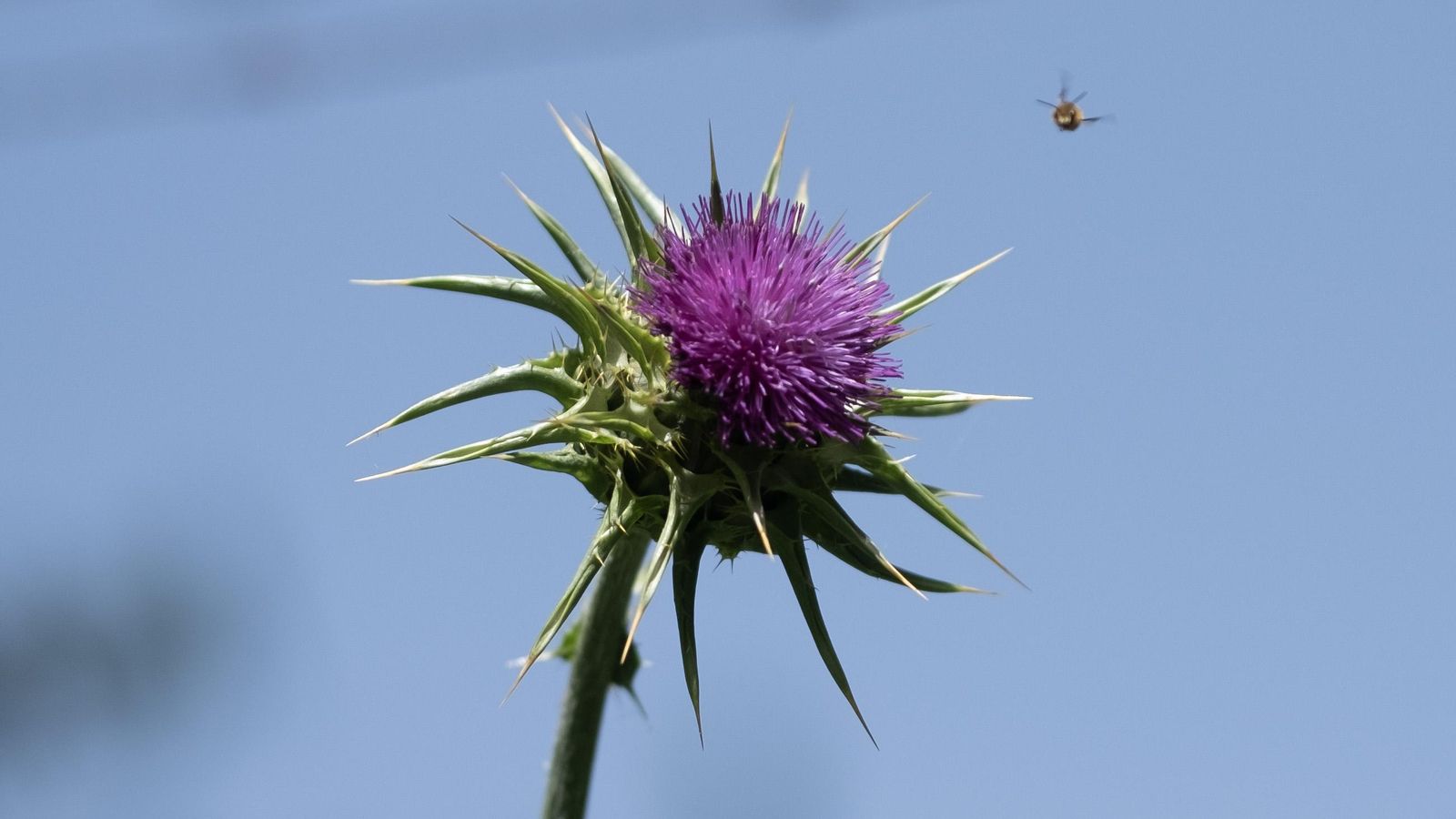 Primavera en la Serranía de Ronda, en imágenes