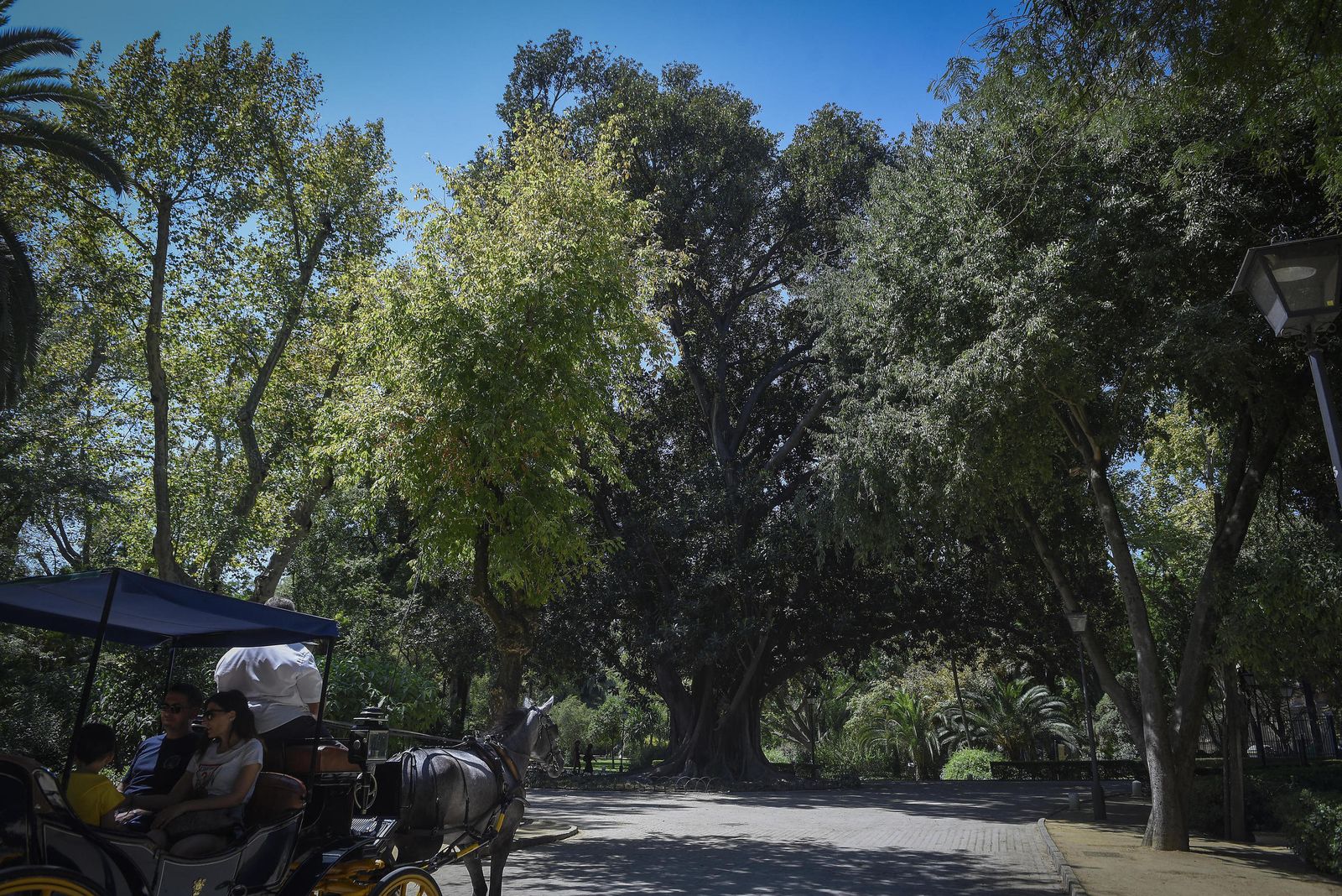 Vegetación frondosa en el Parque de María Luisa.