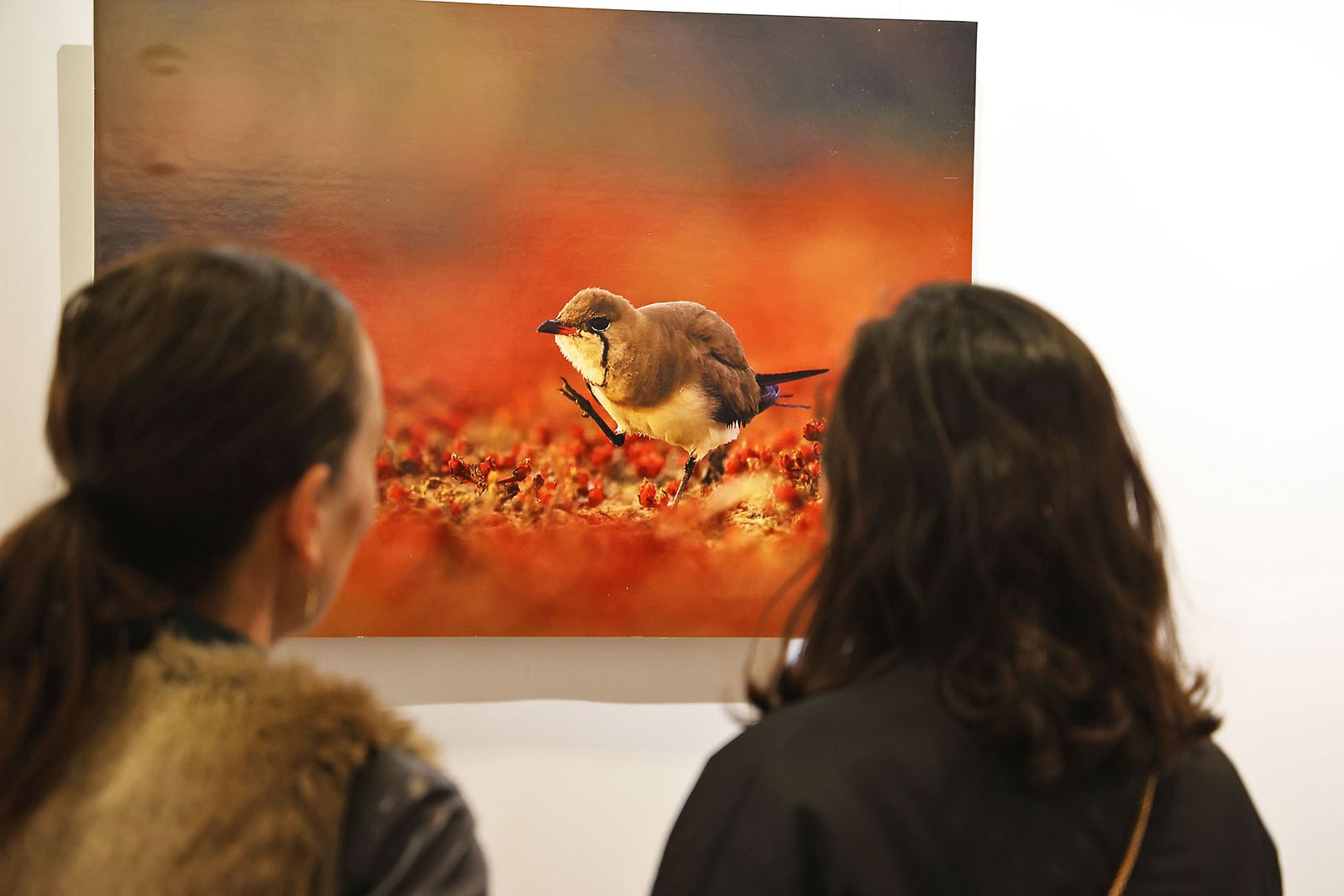Exposición del Concurso de Fotografía 'Alas del Odiel'