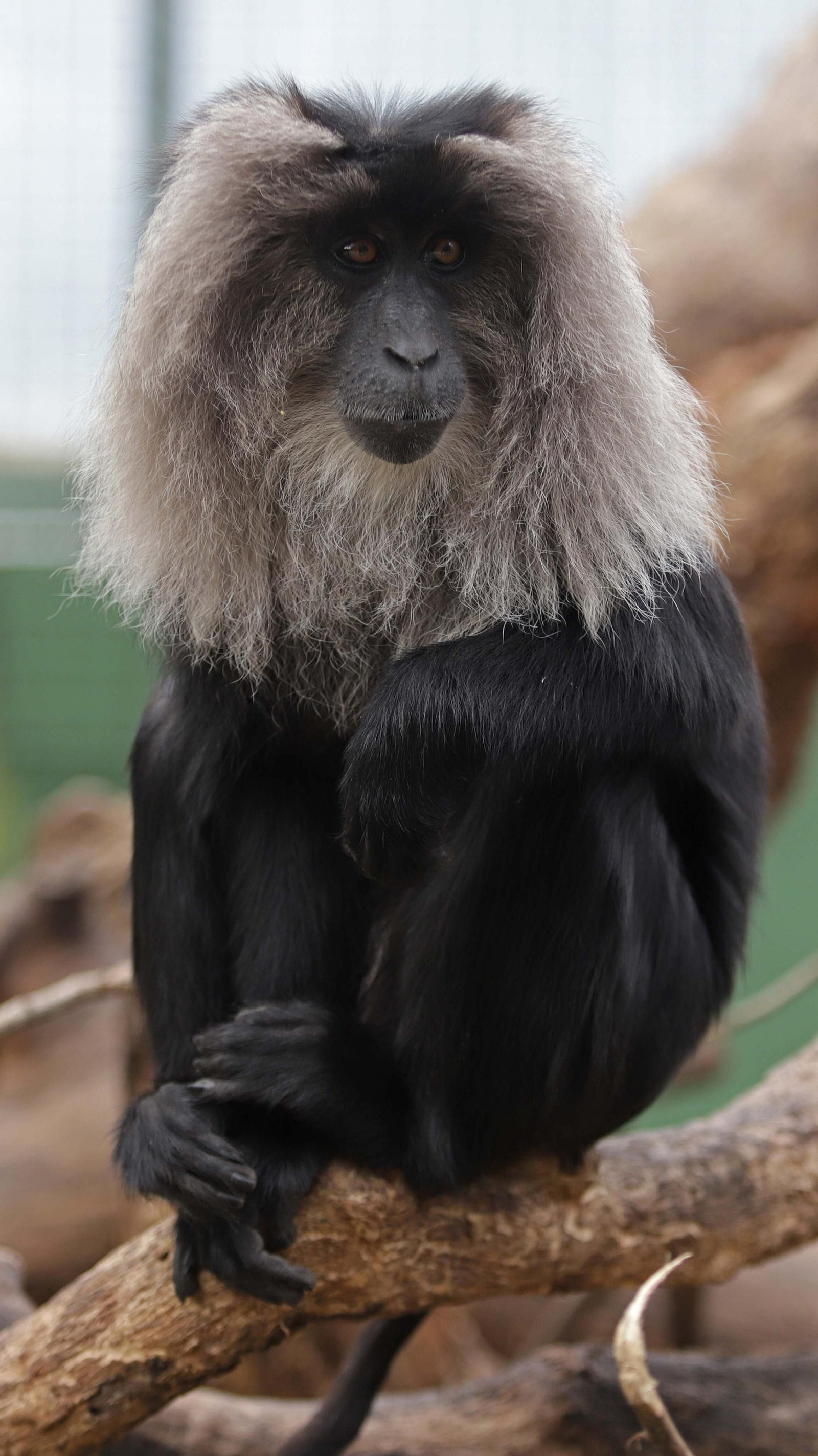 Fotos de los macacos de cola de león del zoo de Castellar