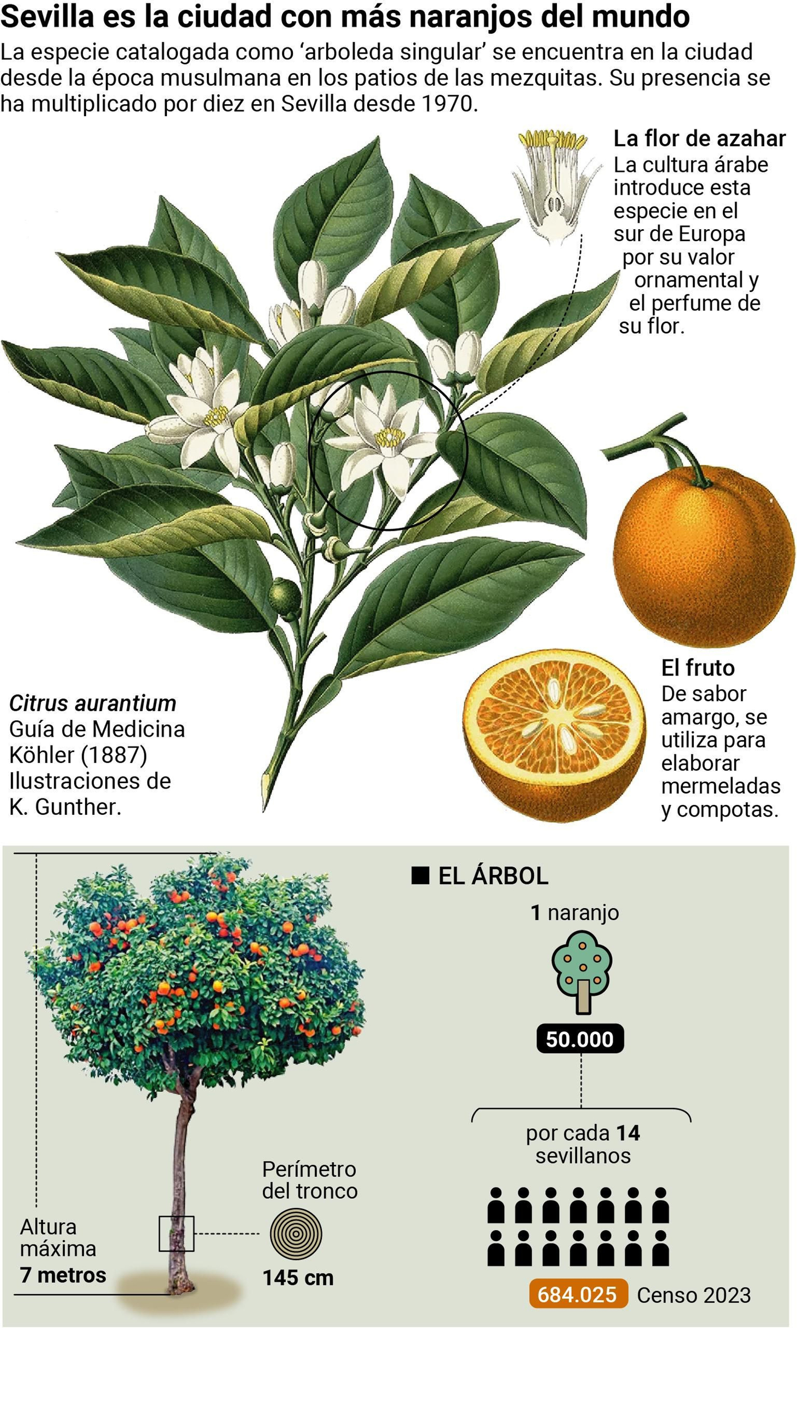 El naranjo amargo de Sevilla
