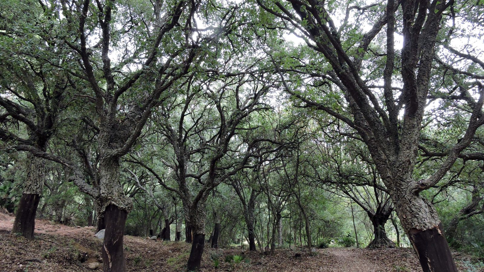 Una mancha de alcornocal con algunos castaños intercalados. Una mancha de alcornocal con algunos castaños intercalados.
