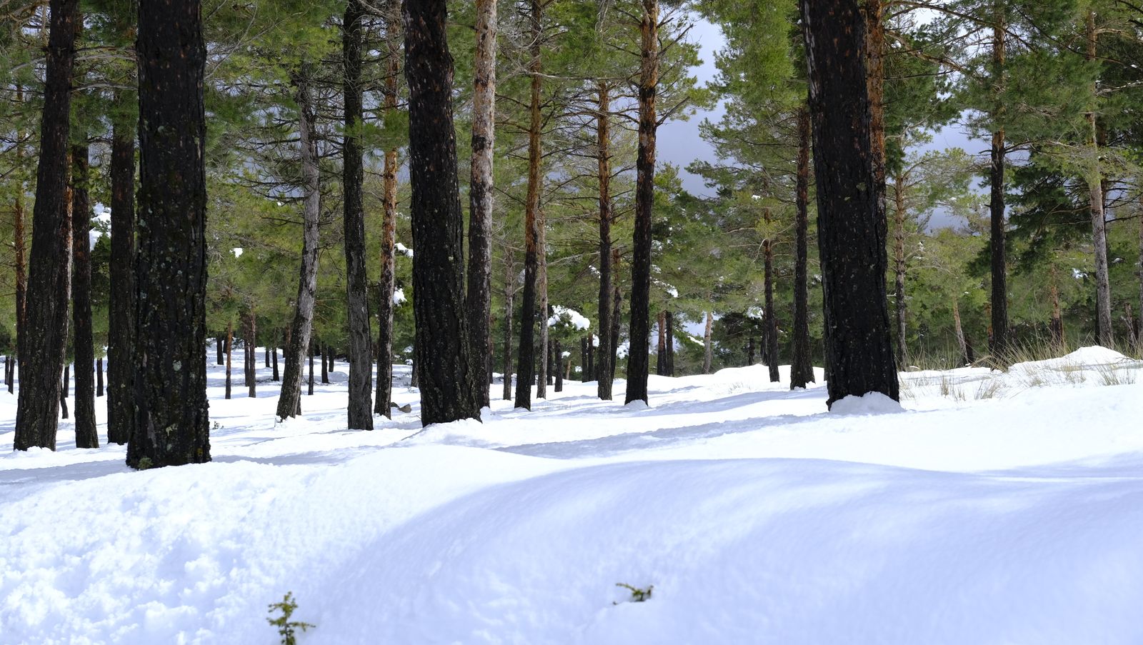 Imágenes del temporal de nieve en la provincia de Almería.