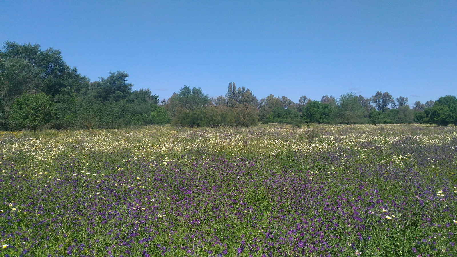 Praderas junto al Guadiamar.