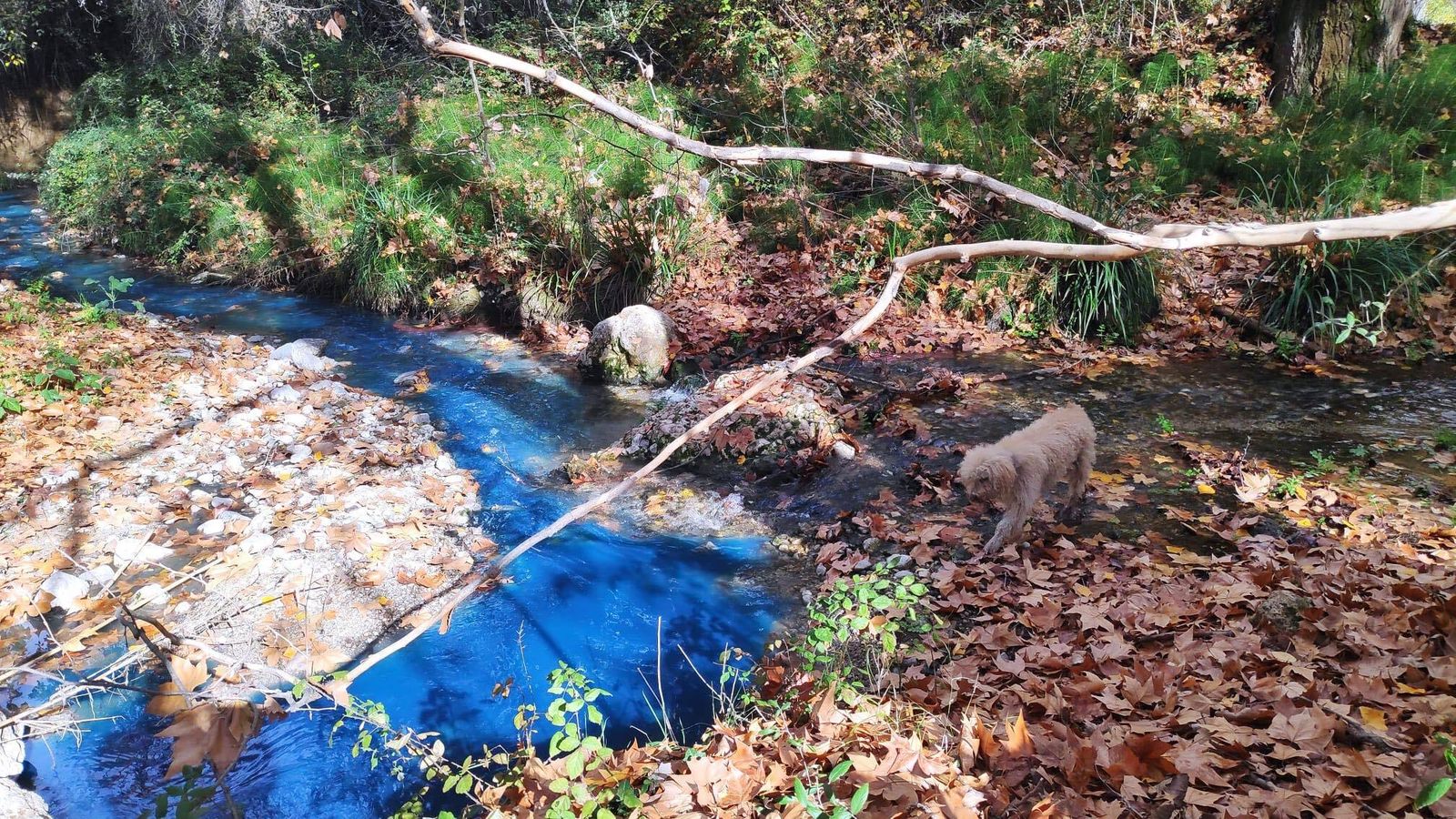 El río Caicena, tintado de azul.