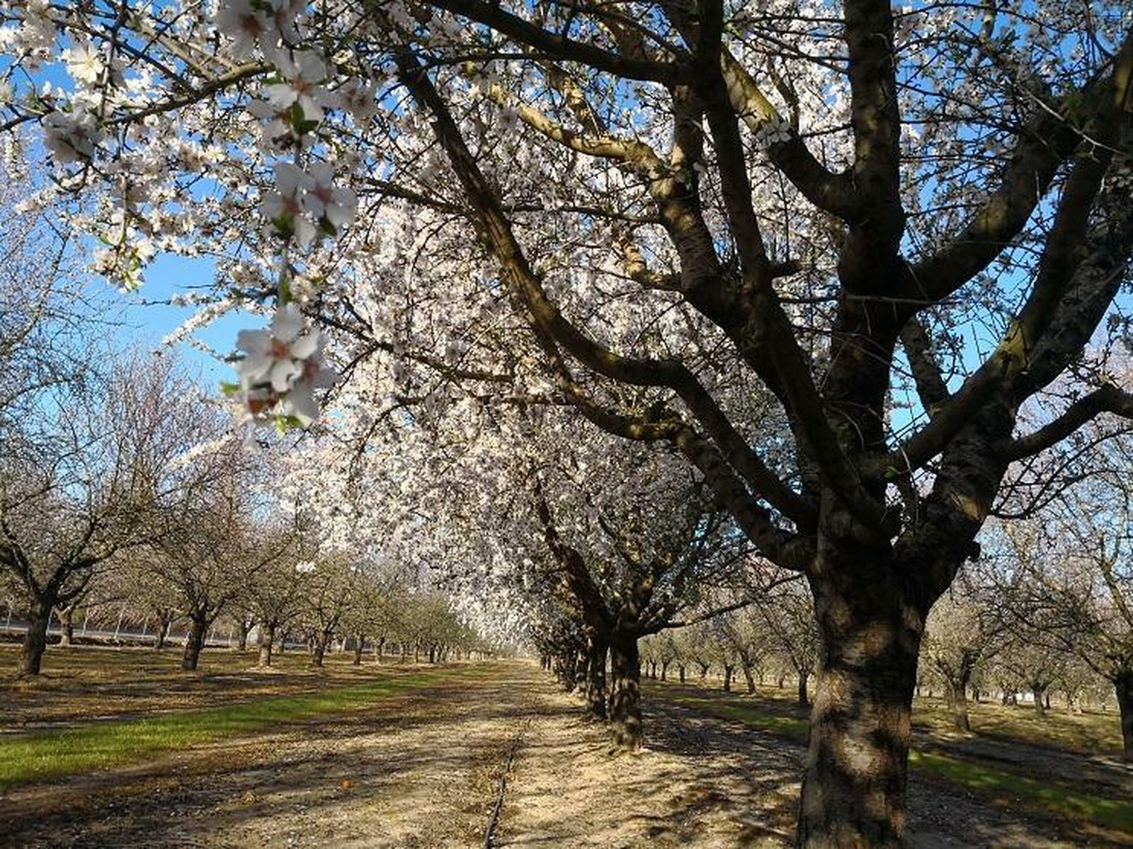 Campo de almendros.