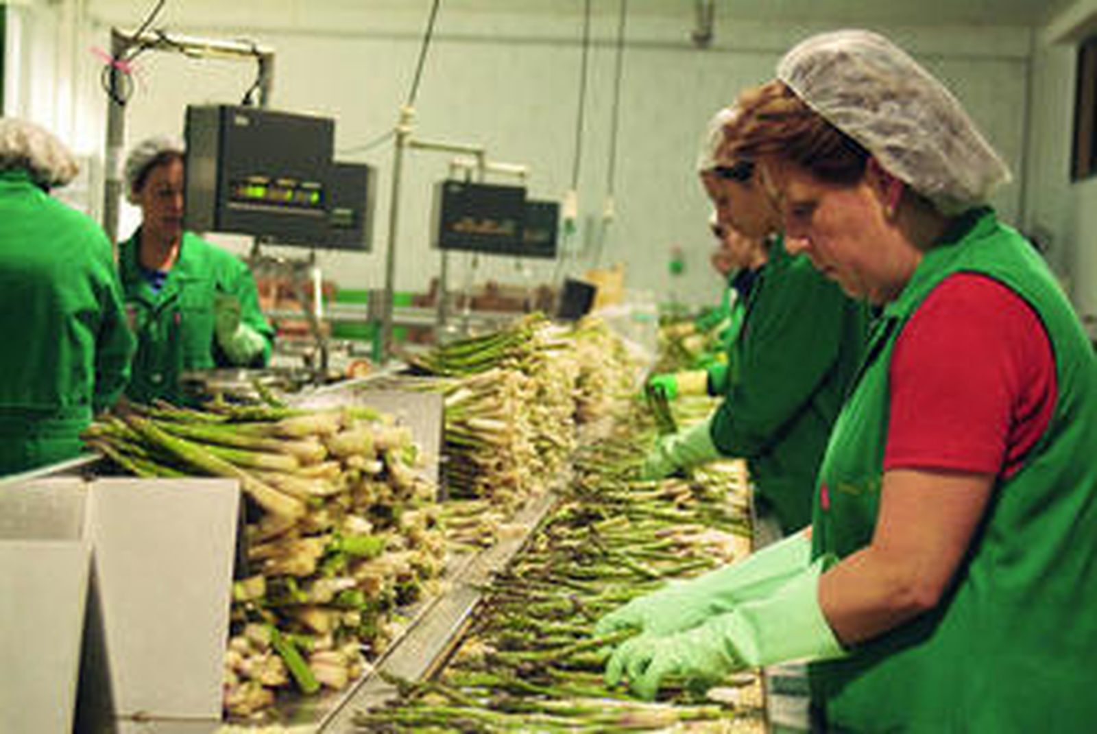 Las cooperativas crearán una marca europea que ampare al espárrago que se cultiva en Granada.
