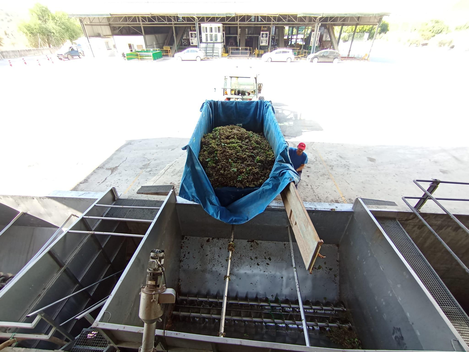 La vendimia de Montilla-Moriles