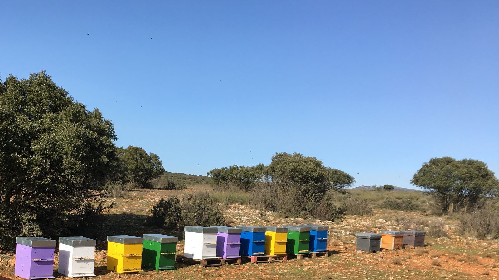 Enrique Fernández mantiene la tradición familiar de sus propias colmenas en parajes naturales de la Alpujarra