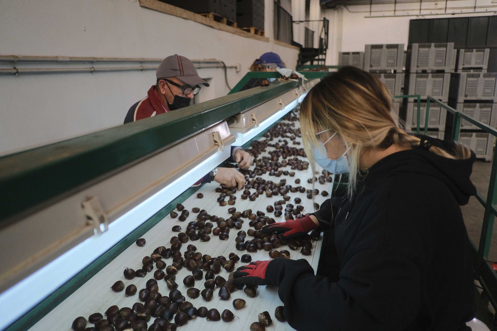 Cuadrillas en la recogida de castañas en el Valle del Genal