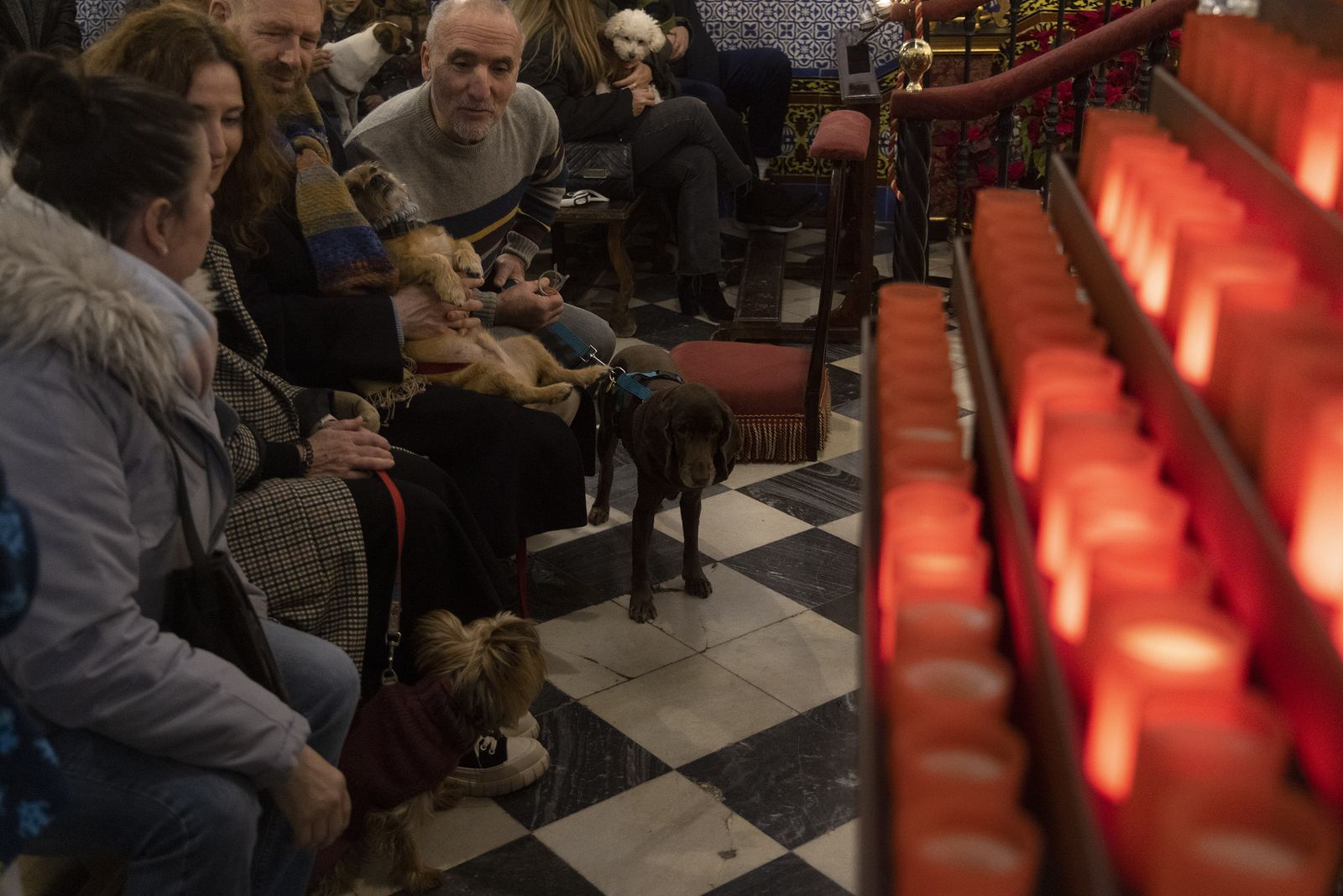 Bendición de animales por San Antón en la Divina Pastora, todas las fotos