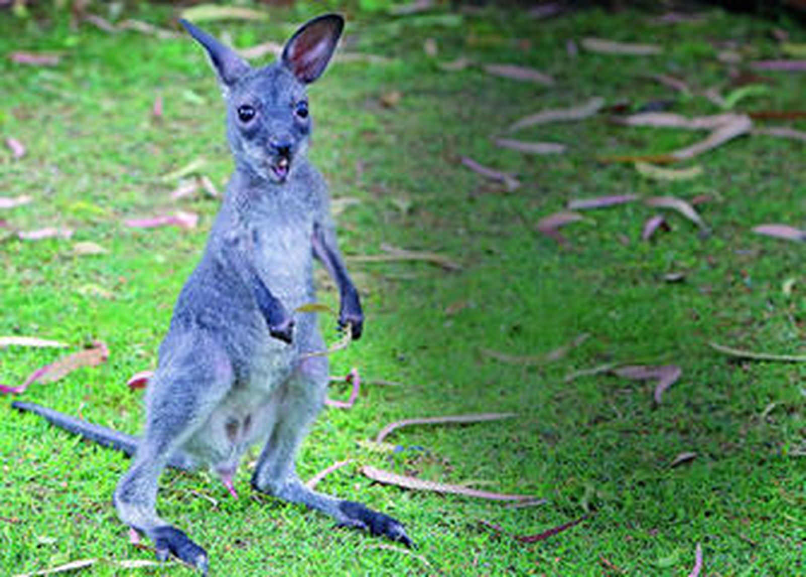 'Wally' pertenece a la especie de 'Wallaby de Bennet'.