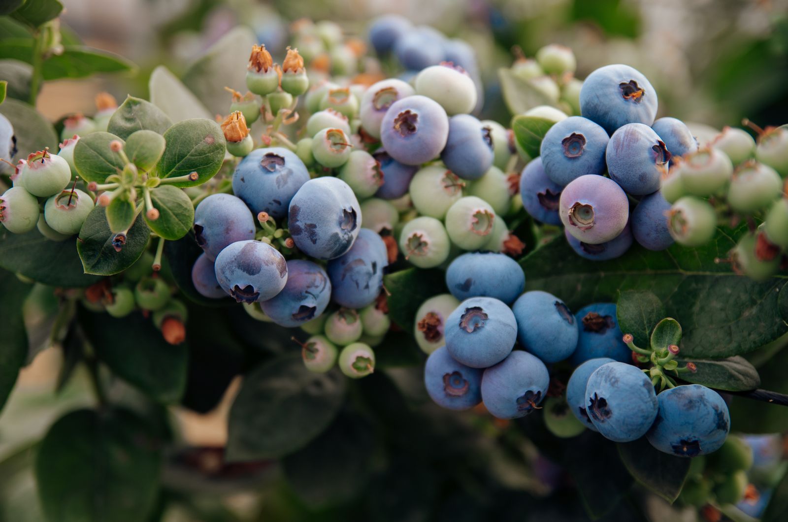 En Portugal ya se han visto los primeros resultados de las nuevas variedades.