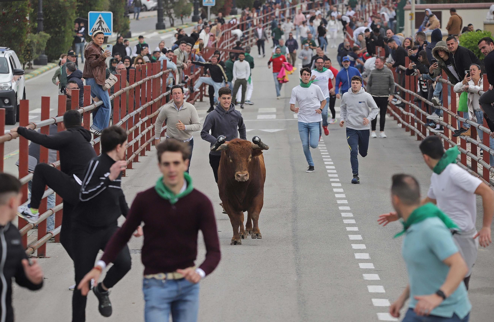 Fotos de los encierros del domingo del Toro Embolao en Los Barrios