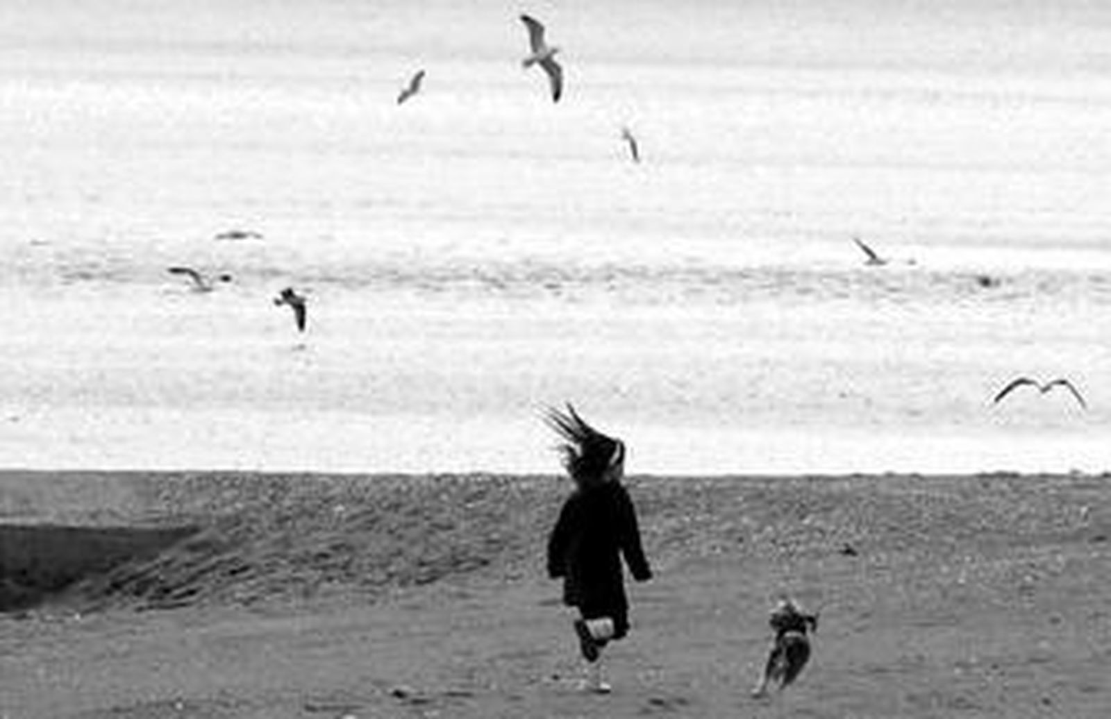 Espantar a las gaviotas