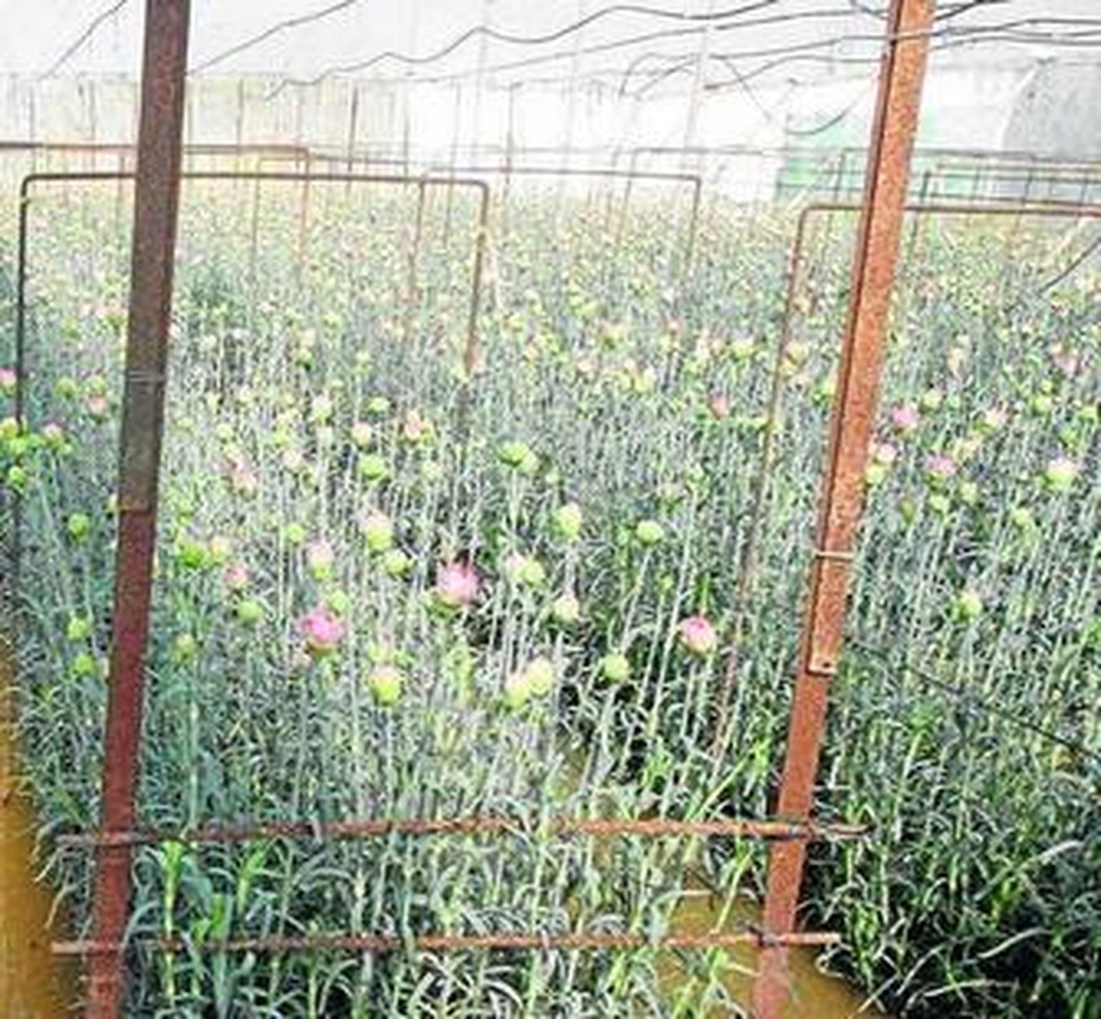 Casi el 25% de los cultivos del municipio están baldíos