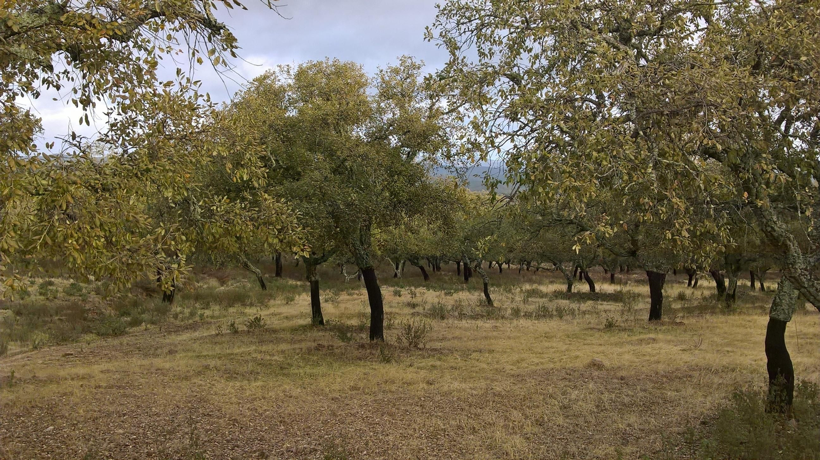 La ruta casi siempre va entre árboles.