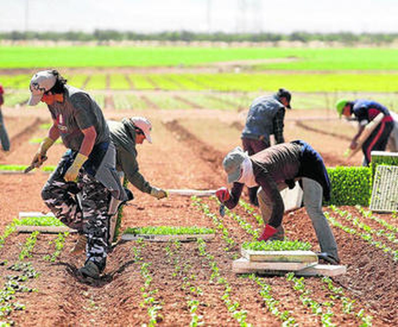 Cultivo de lechugas de Primaflor en El Marquesado.